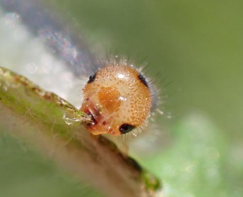 Priophorus compressicornis
